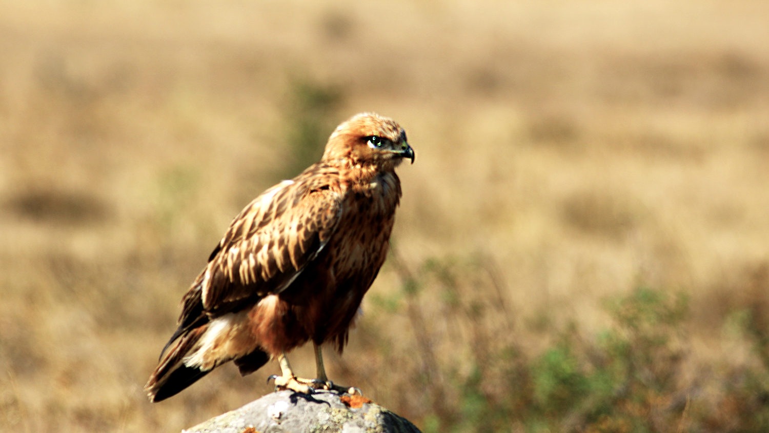 Long-legged Buzzard — Ana fotoğraf